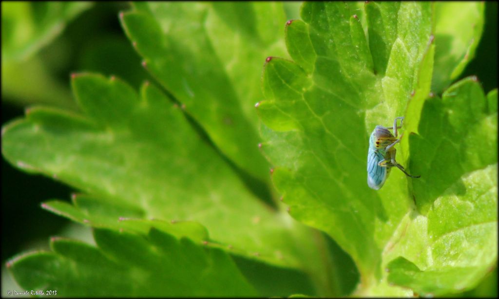 Cicadella viridis  (Cicadellidae)